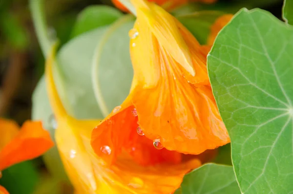 Die Leuchtend Orangefarbene Blüte Der Kapuzinerkresse Wassertropfen — Stockfoto