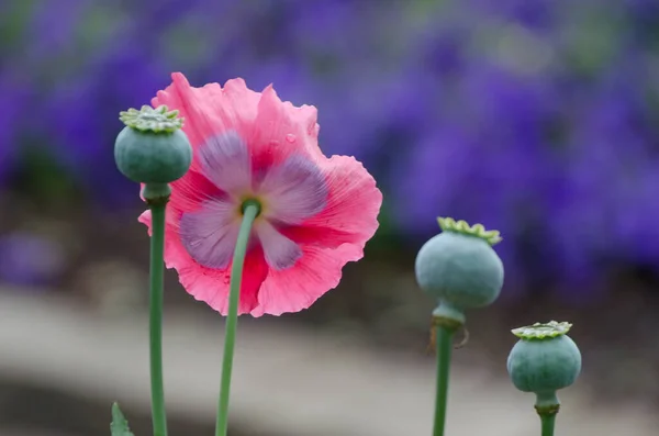 Een Roze Opium Papaver Bloem Zaad Hoofden Voorkant Van Een — Stockfoto