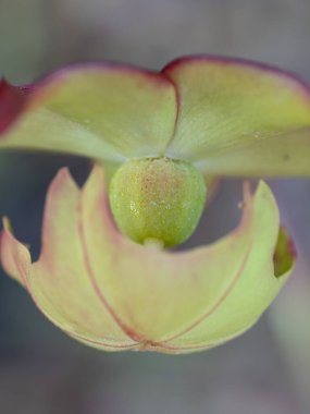 Mor bir sürahi üzerinde meyve oluşumu.