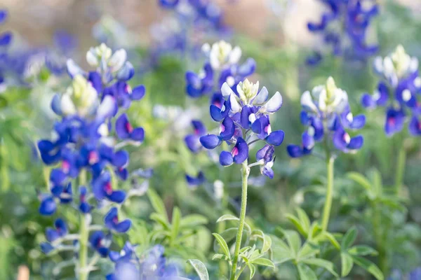 Bluebonnet Jest Stanowym Kwiatem Teksasu — Zdjęcie stockowe