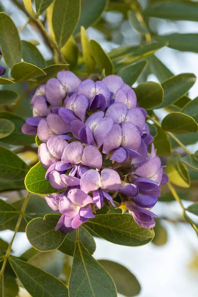 Les Fleurs Parfumées Lavande Texas Forme Laurier Montagne Grappes Tombantes — Photo