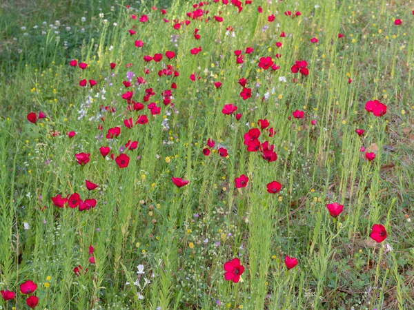 Heldere Bloemen Van Scharlaken Vlas Linum Grandiflorum Een Lentedag Texas — Stockfoto