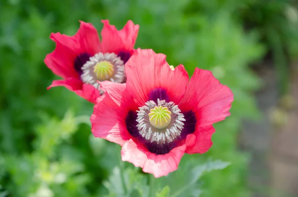 Twee Rode Oosterse Papavers Zon — Stockfoto