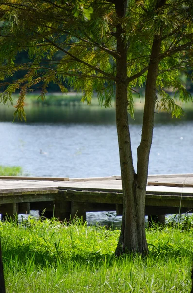 Kel bir selvi ağacı ve gölde bir tahta kaldırım..