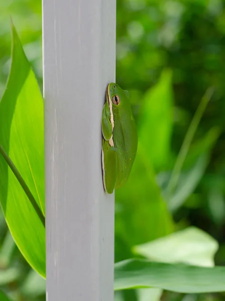 白い柵の上に座っている緑の木のカエル — ストック写真