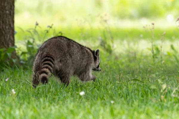 浣熊在绿草中觅食 — 图库照片