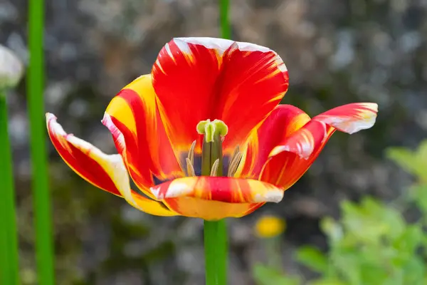 Een Rode Gele Tulp Bloei Tuin — Stockfoto