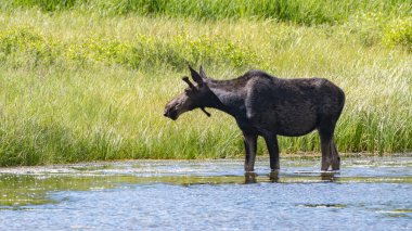 A moose pausing to glance at its surroundings while it feeds in a pond in Grand Teton National Park, Wyoming.