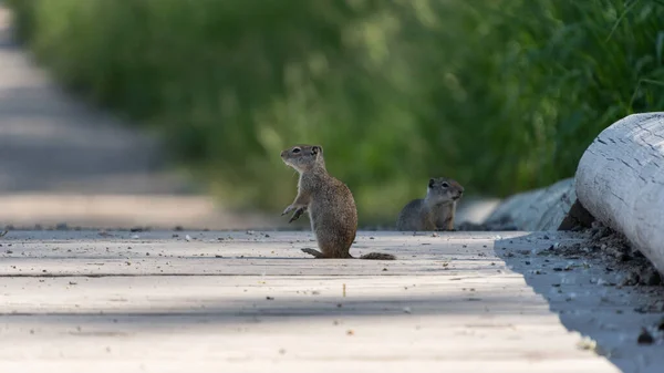 While foraging for food, these two small prairie dogs must remain vigilant.