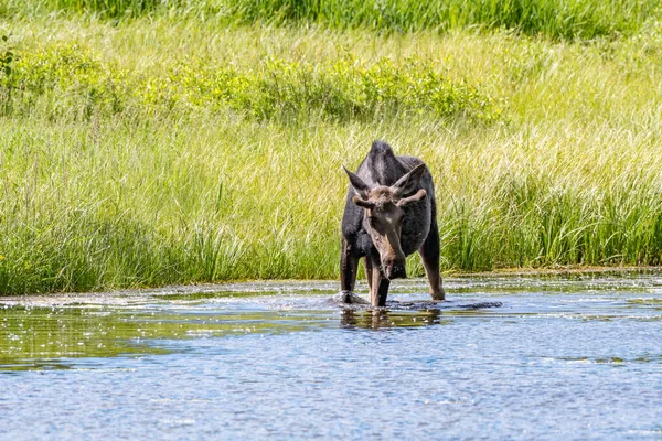 Moose Wading Cool Water Small Pond Hot Summer Day — стоковое фото