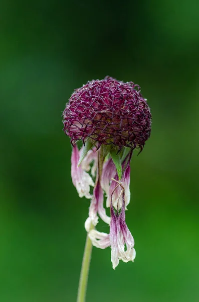 Wilting Purple Flower Garden Its Petals Barely Attached — Stock fotografie
