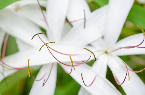 Close View Stamens White Crinum Asiaticum — Stock Fotó