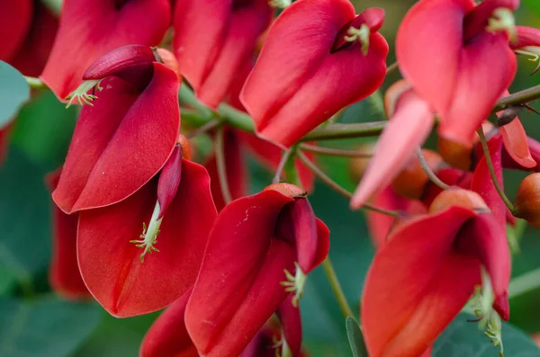 Close Bright Red Blooms Cockspur Coral Tree — Stockfoto