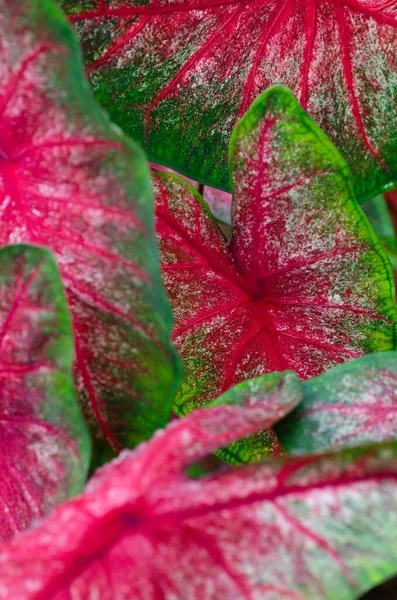 Red Green Caladium Leaves Filling Frame — Fotografia de Stock
