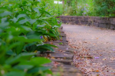A walking path through a lush garden.