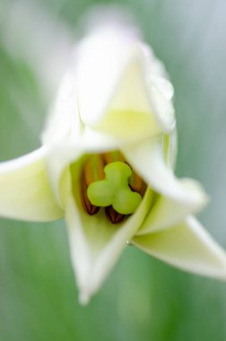 The interior of a white lily bloom as the flower is about to open.