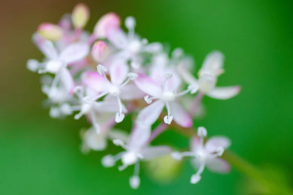 Pigeonberry Flowers Rivina Humilis Only Stamens Focus — Zdjęcie stockowe