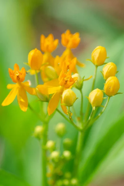 Bright Dainty Yellow Flowers Tropical Milkweed Asclepias Curassavica Few Yellow — 图库照片