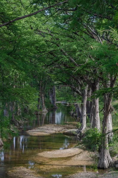 Stand Cypress Trees Shallow Creek Texas Hill Country — Stock Photo, Image