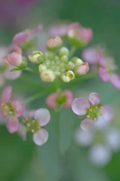 Defocused Image Soft Pink Alyssum Bloom Set Green Background — Stok fotoğraf
