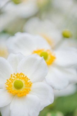 The Japanese anemone lights up a garden with its bright white petals and yellow centers.