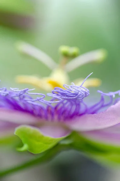 Abstract View Passionflower Focusing Its Corona — Stock Photo, Image