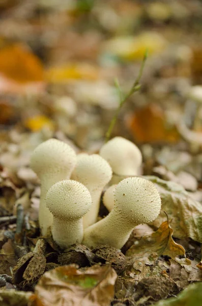 Vertical Image Common Puffball Lycoperdon Perlatum Growing Forest Surrounded Fallen —  Fotos de Stock