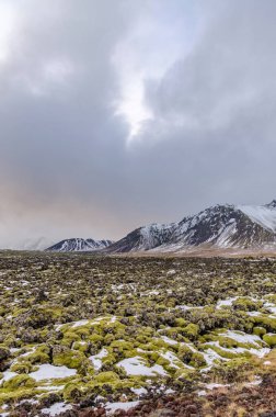 Vertical image of moss-covered lava and distant snow-dusted mountains under an overcast sky in Iceland.