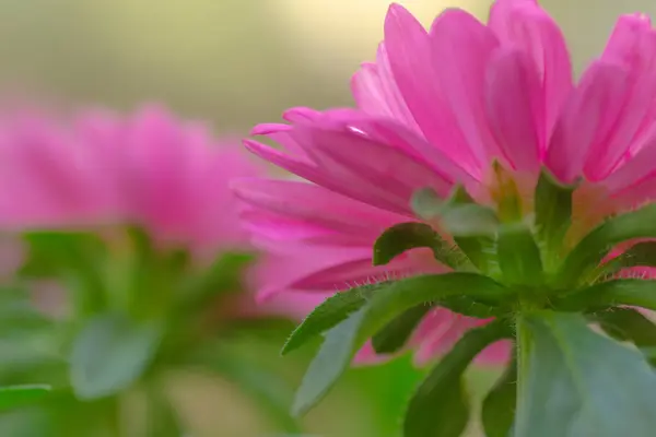 Pink Petals Blooming Flower Viewed — Stock fotografie