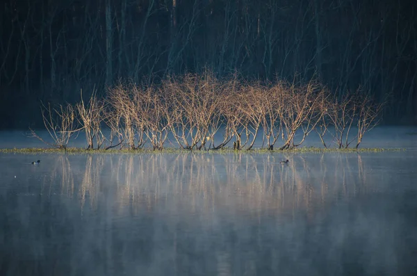 Nearly Submerged Island Line Small Trees Reflected Still Pond Cold — Photo