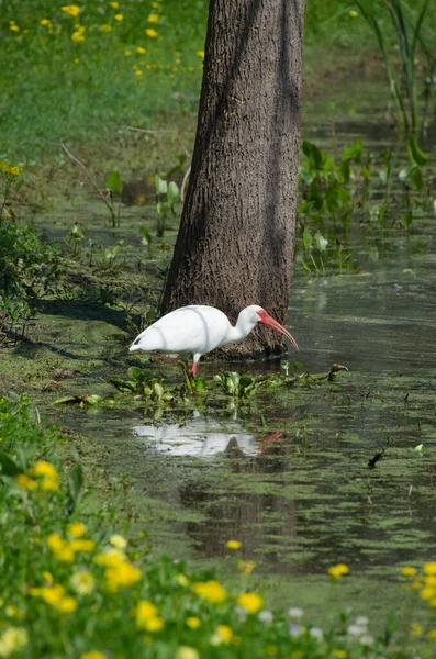 American White Ibis Wading Edge Lake Searches Food Its White — Stock Photo, Image