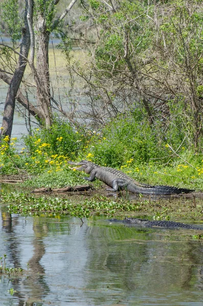 Two American Alligators Warming Themselves Sunny Spring Day Brazos Bend — Stock Photo, Image