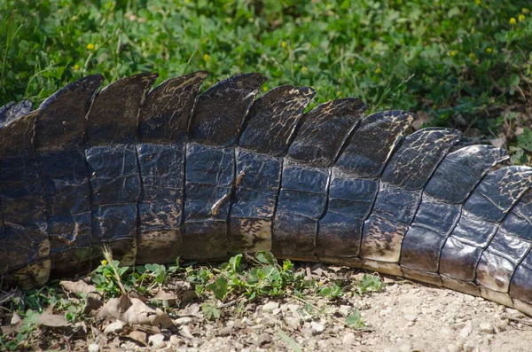 Close Resting Alligator Tail Showing Details Its Armor Scutes — ストック写真