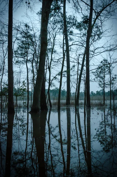 Vertical Image Trees Edge Pond Shapes Reflected Water Soaked Ground — Stock Photo, Image