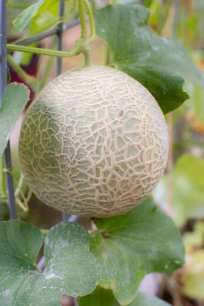 Musk Melon Cantaloupe Growing Trellis Garden Soon Ripen Become Sweet — Stockfoto