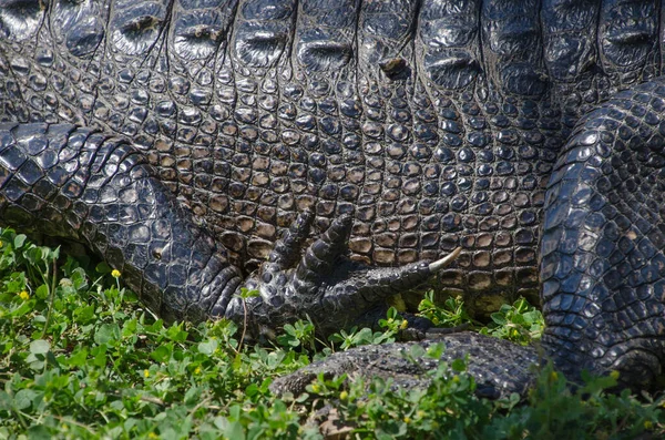 Close View Alligator Midsection Profile Its Limbs Relaxed Basks Sun — Stock Photo, Image