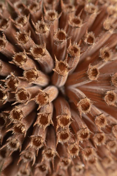 Close-up of the dry and brown flower head of a bee-balm (bergamot) plant in autumn.