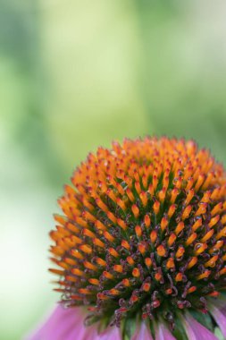 Close-up of a purple coneflower (echinacea) flowerhead in front of a green background suitable for copyspace.