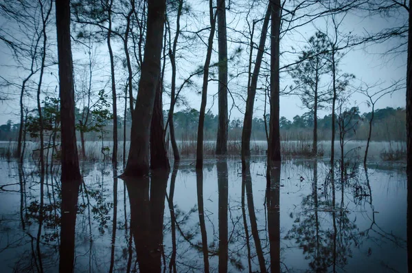Heavy rains have submerged the trees that stand on the edge of the pond, their shapes reflected upon the water-soaked ground on this early winter morning before sunrise.