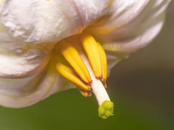 Close Bloom Eggplant Showing Female Flower Elaborate Pistil — Photo
