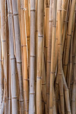 Vertical background image of a stand of living bamboo, the plants' golden stems warm and peaceful.