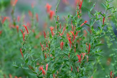 Anisacanthus, often referred to as Hummingbird bush or Flame acanthus, grows tall and brings long-lasting color to the garden.