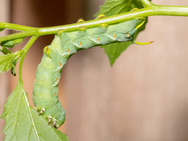 Tobacco Hornworm Caterpillar Feeds Tomatillo Plant Vegetable Garden Stock Image