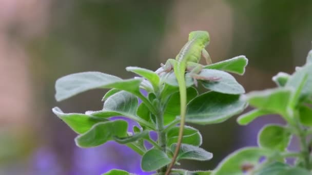 Green Anole Sitting Leaf Its Back Facing Camera Its Heart — Vídeo de Stock