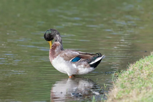 A duck, neck bent as it cleans the feathers on its chest, stands reflected in shallow water.