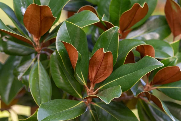 Szczegóły Dotyczące Zielonych Brązowych Liści Magnolii Grandiflora — Zdjęcie stockowe