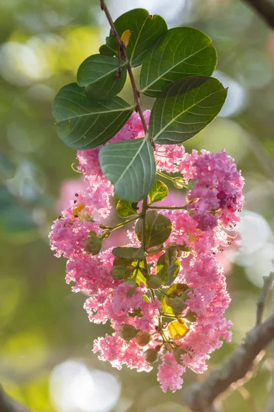 Eine Rosa Blume Die Auf Einem Lagerstroemia Indica Baum Sommergarten — Stockfoto