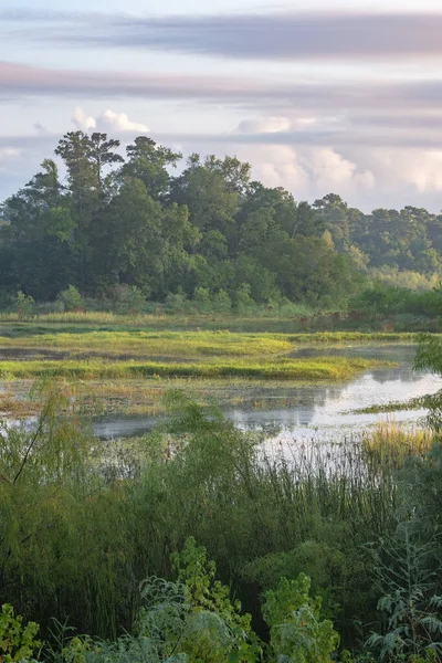 Grass Growing Small Islands Lake Early Morning — Stock Photo, Image