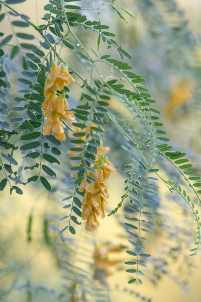 梅花是得克萨斯州土生土长的一种植物 叶子透气 开花美丽 — 图库照片