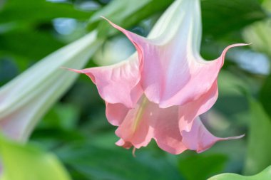 Bahçedeki küçük bir ağaçta açan pembe bir Brugmansia..